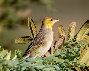 Village weaver sitting on a branch