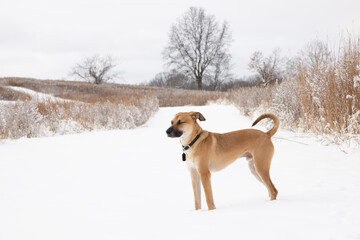 Cute domestic Black Mouth Cur walking on a snow-covered trail