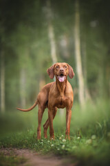 Smiling hungarian vizsla standing on a path against the background of a birch grove