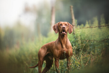 Surprised  hungarian vizsla standing in a field against a background of barbed wire and forest