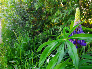Lupin spreads flowers. Lupin is blue. Colorful bouquet of lupins against the background of summer flowers. Blossoming flowers. Lupin field with pink-purple and blue flowers, green grass. Blue Sky