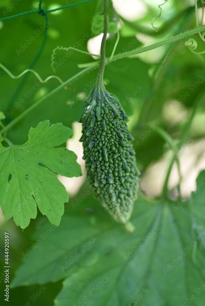 Poster cultivation and growth of bitter melon in the kitchen garden.