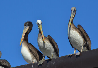 pelicanos en el puerto de talcahuano Chile