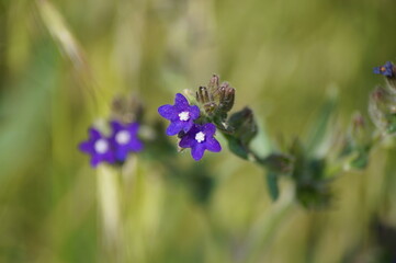 purple flowers of the common ox-tongue Anchusa officinalis