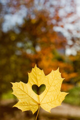 Autumn leaf heart shape cutting outdoors