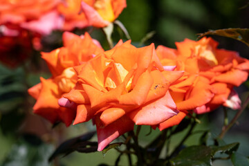 Pomarańczowe róże w ogrodzie. Kwiaty w domowym ogródku podczas słonecznego dnia. - obrazy, fototapety, plakaty