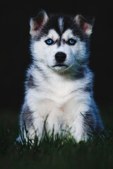 Gorgeous blue-eyed puppy Siberian Husky