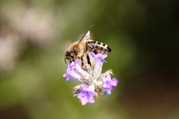 Westliche Honigbiene auf Lavendel