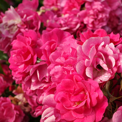 A rose shrub full with pink flowers in a garden