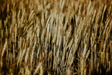 Fototapeta premium summer green wheat field, background of ears