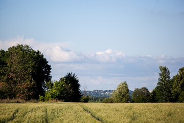Obraz premium summer green wheat field on a sunny day, a road in a field, a background of ears