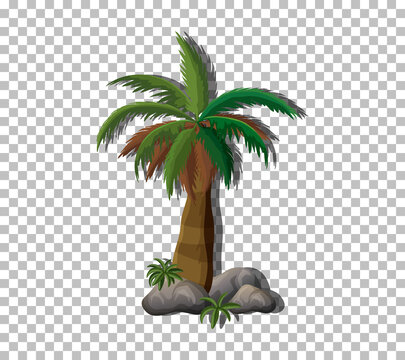 Palm tree on transparent background
