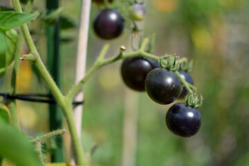 currant berries