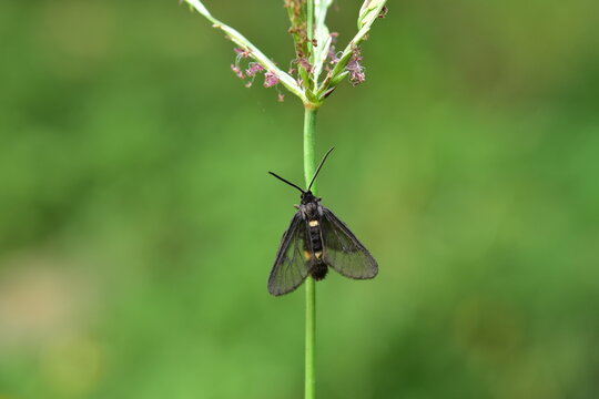 Eupithecia it is a type of moth with hundreds of species.