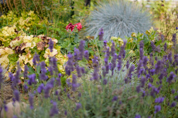 flowers in the field