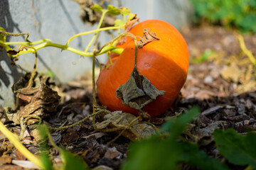 orange pumpkin on a tree