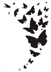 Black butterflies on a white
