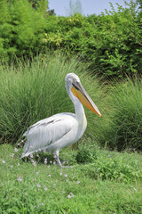 Pellicano in piedi su un prato verde