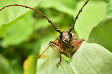 Coleoptera-Cerambycidae or Long-horned sugarcane growers should be careful because they will do a lot of damage to sugarcane plants.