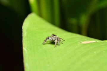Fototapeta premium Salticidae or Jumping spiders it is a small spider that is common.