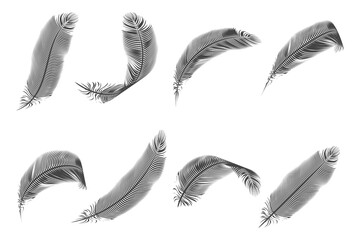 Feather bird isolated natural design vector illustration
