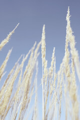 Soft dry branches of beige reeds against a clear blue sky.Beautiful natural background in neutral pastel colors and shades.Rustic style.Minimal, stylish, trending concept for bloggers. selective focus