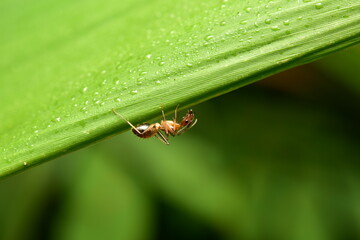 Carpenter ants or Camponotus pennsylvanicus it plays an important role in ecosystems by assisting in the degradation of rotting trees.