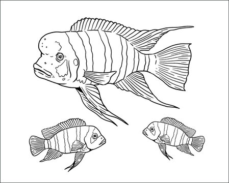 Aquarium with Cyphotilapia frontosa for coloring. Colorful african fish templates. Coloring book for children and adults.	