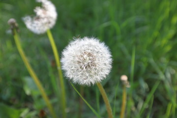 Fiore, soffione nel verde