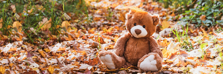 Adorable brown fluffy teddy bear toy sits on dry orange leaves pile on ground in autumn park on nice sunny day close view. Banner size for web site. back to school concept.