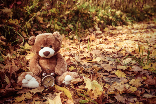 Cute brown teddy bear toy with vintage alarm clock sits on dry orange leaves pile in autumn park on nice sunny day close view