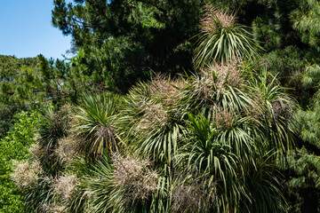 Blooming Cordyline australis, commonly known as cabbage tree or cabbage-palm against backdrop of evergreens. White inflorescences of Cordyline australis palm in Adler arboretum 