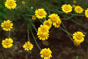 yellow flowers in a field