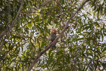 Gang Gang Cockatoo eating in a tree.