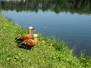 Family of Ogar ducks with ducklings on the shore of the pond - obrazy, fototapety, plakaty