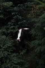 Naklejka premium cow in the forest 