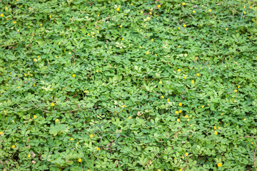 green nature background wallpaper