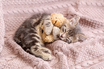 Baby cat sleeps on cozy blanket hugs a toy. Fluffy tabby kitten snoozing comfortably with teddy bear on knitted pink bed. Copy space. - obrazy, fototapety, plakaty