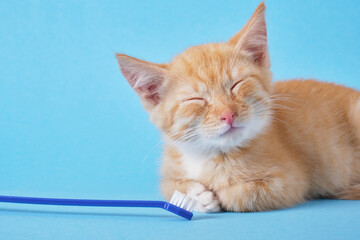 Fototapeta na wymiar teethbrush for pets and cute red kitten