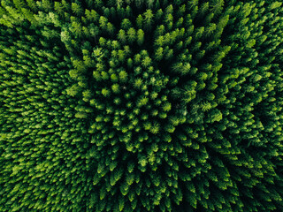 Aerial view of green summer forest with spruce and pine trees.