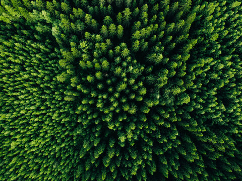 Aerial view of green summer forest with spruce and pine trees. © nblxer