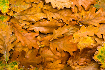 autumn leaves background