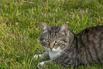chat tigré couché dans l'herbe