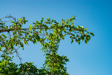 Фруктовая ветка