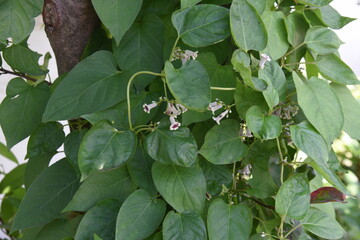 Obraz premium Skunk vine flowers. Rubiaceae perennial vine.