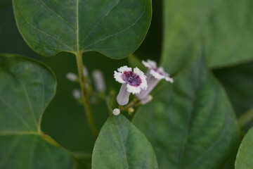 Skunk vine flowers. Rubiaceae perennial vine.