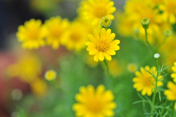 Yellow daisies growing and blooming in natural light, blurred background. Selective Focus