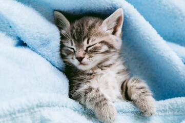 Striped kitten sleep on blue color blanket. Gray cat kid animal with paws relax on bed with copy space. Small tabby kitten on blue background