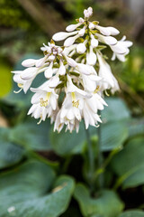 Hosta in Bloom