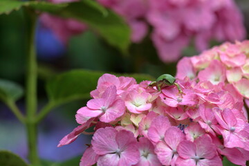 ピンクの紫陽花とグリーンの蛙　（高知県　のいちあじさい街道）